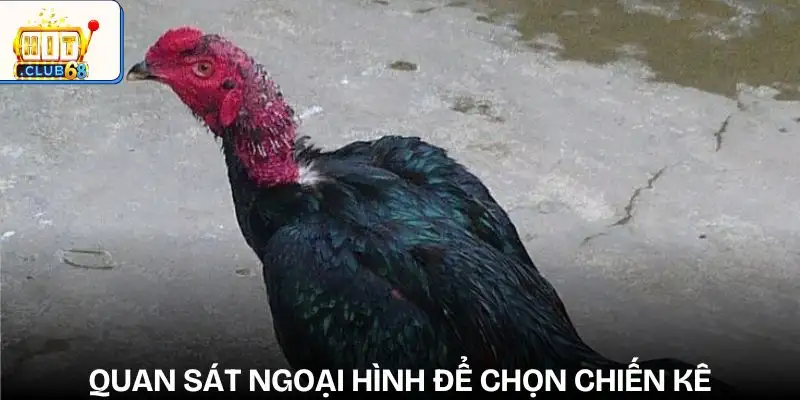 cach nhan biet ga keo tren keo duoi quan sat ngoai hinh chien ke cach nhan biet ga keo tren keo duoi quan sat ngoai hinh chien ke