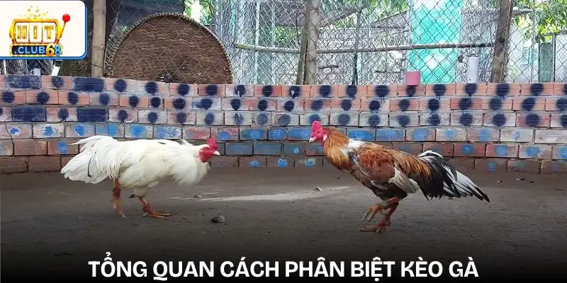 cach nhan biet ga keo tren keo duoi tong quan cach nhan biet ga keo tren keo duoi tong quan