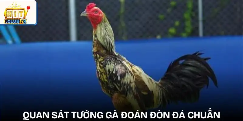 phan tich loi da ga de du doan ket qua nhin tuong ga choi doan don loi ga da mu lung phan tich loi da ga de du doan ket qua nhin tuong ga choi doan don loi ga da mu lung